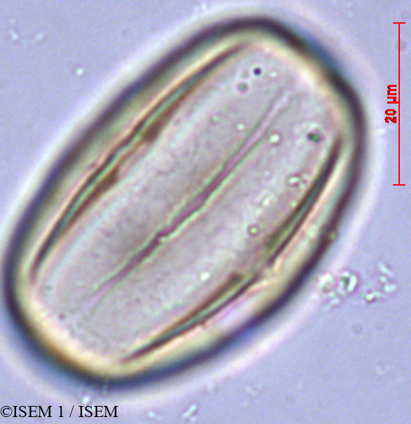 ISEM 1/Heliotropium_supinum_28884/Heliotropium_supinum_28884_0004(copy).jpg